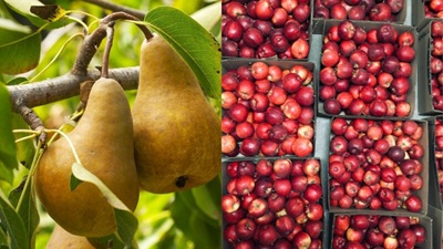 Shoreline Exclusive Fruit Harvest